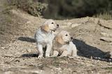 GOLDEN RETRIEVER 522